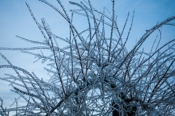 Frosty Spruce Branches.Outdoor frost scene winter background. Beautiful tree Icing in the world of plants and sunrise sky. Frosty , snowy, scenic