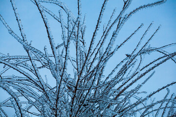 Icing in the world of branch with long green needles covered with a thin layer of ice on a winter day.