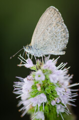 Close up of Common grass blue butterfly