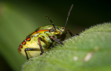 close up of stink bug or shield beetle