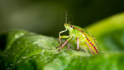 close up of stink bug or shield beetle