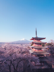 Naklejka premium Mount Fuji and Chureito Pagoda in spring surrounded by cherry blossoms and with blue sky