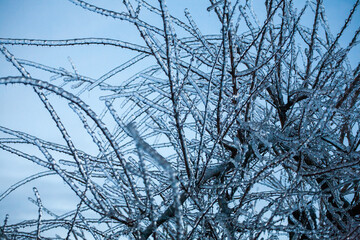 Frosty Spruce Branches.Outdoor frost scene winter background. Beautiful tree Icing in the world of plants and sunrise sky. Frosty , snowy, scenic