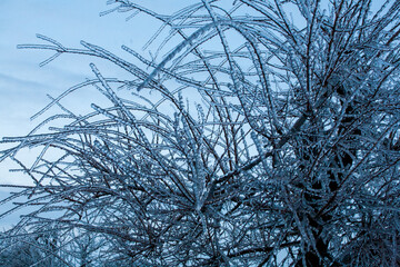 Icing in the world of branch with long green needles covered with a thin layer of ice on a winter day.