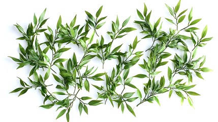 Fototapeta premium Green leaves isolated on white background