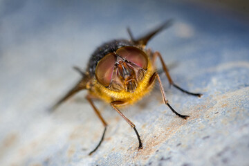 close up of a blow fly against out of focus background