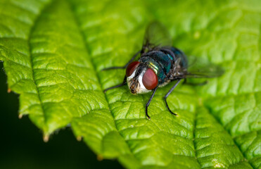 close up of a blow fly against out of focus background
