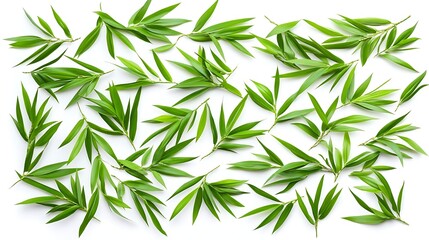 Fototapeta premium Green leaves isolated on white background