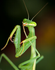 closeup of a praying mantis against out of focus background
