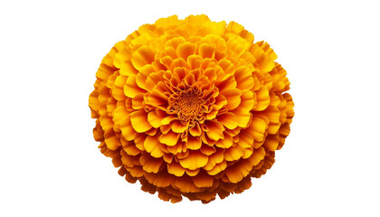 beautiful yellow orange Marigold flower, Tagetes erecta, Mexican marigold, Aztec marigold, African marigold isolated, cutout in transparent background, png format, top view
