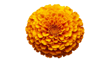beautiful yellow orange Marigold flower, Tagetes erecta, Mexican marigold, Aztec marigold, African marigold isolated, cutout in transparent background, png format, top view