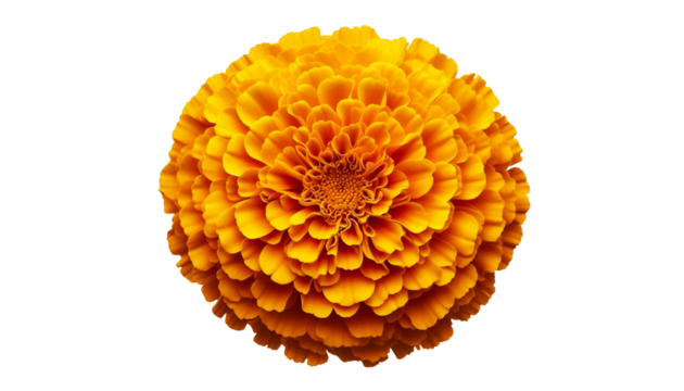 beautiful yellow orange Marigold flower, Tagetes erecta, Mexican marigold, Aztec marigold, African marigold isolated, cutout in transparent background, png format, top view