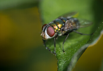 Fototapeta premium close up of a blow fly against out of focus background