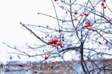 winter frosty rowan berries in nature. selective focus. beauty of winter nature. red frosty berries