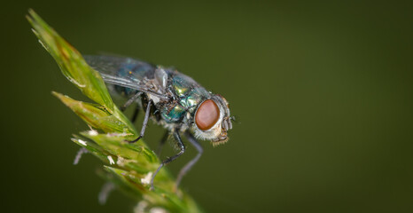 close up of a blow fly against out of focus background