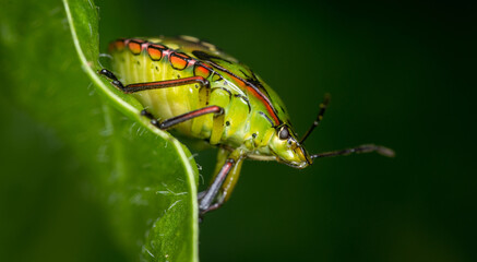 close up of stink bug or shield beetle