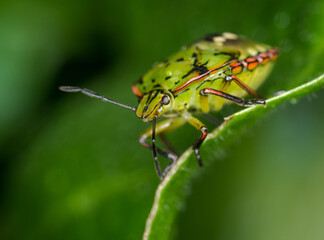 close up of stink bug or shield beetle