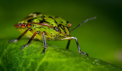 close up of stink bug or shield beetle
