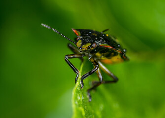 close up of stink bug or shield beetle