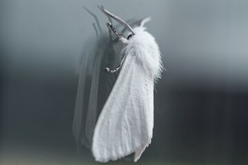 Beautiful white satin moth resting on a window