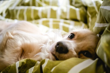 Female Cocker Spaniel cozy in bed