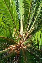 Obraz premium palm tree leaves