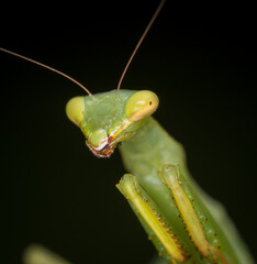 closeup of a praying mantis against out of focus background