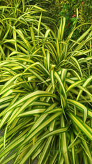 grass, plant, nature, leaf, summer, garden, herb, field, spring, lawn, fresh