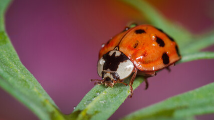 Obraz premium close up of a ladybug against out of focus background