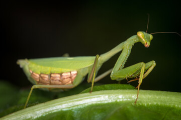 closeup of a praying mantis against out of focus background