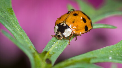 Obraz premium close up of a ladybug against out of focus background