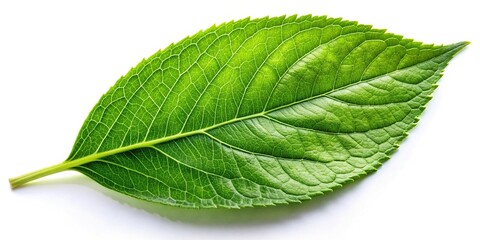 Fototapeta premium Close up of one vibrant green leaf on white background with tilted angle