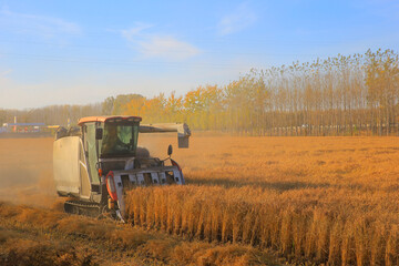 The rice field harvester is working