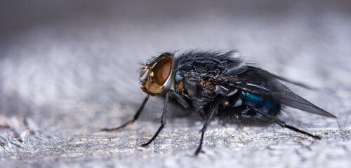 close up of a blow fly against out of focus background