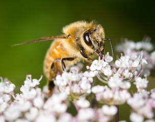 Honey Bee collecting nectar from flower