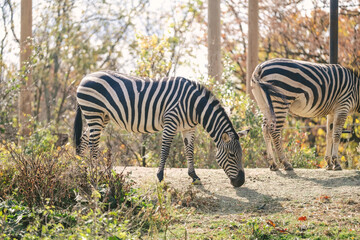 Zebras eating inside the Pittsburgh Zoo in Pennsylvania