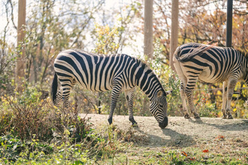 Zebras eating inside the Pittsburgh Zoo in Pennsylvania