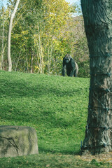 Fototapeta premium Gorilla inside the Pittsburgh Zoo in Pennsylvania USA