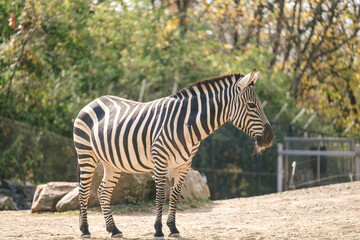Zebras eating inside the Pittsburgh Zoo in Pennsylvania