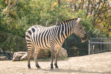 Zebras eating inside the Pittsburgh Zoo in Pennsylvania
