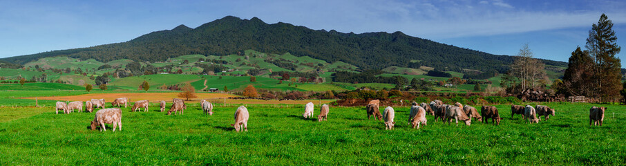 herd of cattle grazing in lush green grass field