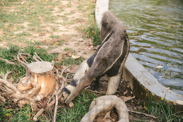 Giant Anteater Inside The Pittsburgh