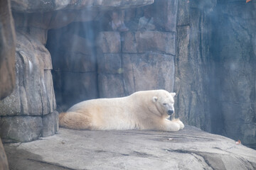 Polar Bear inside the Pittsburgh Zoo in Pennsylvania