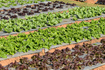 Large salad vegetable plots grown organically.