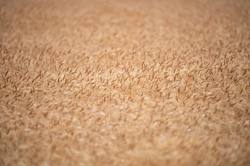 Wheat background. The agriculture. Gold sprouts of wheat in soil. Harvest in farm. Wheat field background. Background and texture for autumn harvest. Background of ripening ears of wheat field.