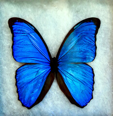Shimmery Blue Butterfly Specimen on White Cotton