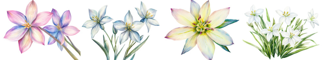Fototapeta premium Stunning watercolor painting featuring a vibrant bouquet of blooming Star of Bethlehem flowers in shades of pink purple blue and white with delicate petals against a soft ethereal background