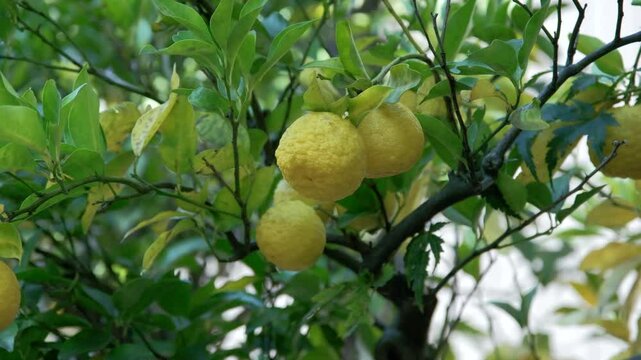 風に揺れる庭先のゆず・柚子