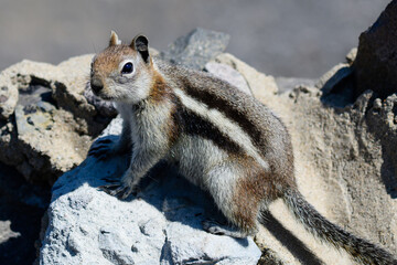 Chipmunk