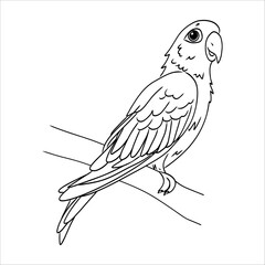parrots doodle